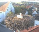 Archiv Foto Webcam Storchencam auf dem Rathaus Jettingen-Scheppach 05:00