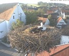 Archiv Foto Webcam Storchencam auf dem Rathaus Jettingen-Scheppach 06:00