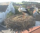 Archiv Foto Webcam Storchencam auf dem Rathaus Jettingen-Scheppach 07:00