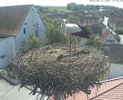 Archiv Foto Webcam Storchencam auf dem Rathaus Jettingen-Scheppach 11:00