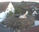 Archiv Foto Webcam Storchencam auf dem Rathaus Jettingen-Scheppach 19:00