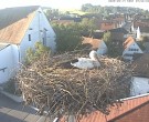 Archiv Foto Webcam Storchencam auf dem Rathaus Jettingen-Scheppach 06:00