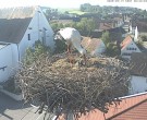 Archiv Foto Webcam Storchencam auf dem Rathaus Jettingen-Scheppach 07:00