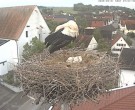 Archived image Webcam Stork Nest on top of the Town Hall of Jettingen-Scheppach 06:00