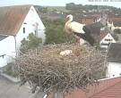 Archived image Webcam Stork Nest on top of the Town Hall of Jettingen-Scheppach 07:00