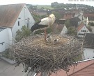 Archived image Webcam Stork Nest on top of the Town Hall of Jettingen-Scheppach 09:00