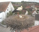 Archived image Webcam Stork Nest on top of the Town Hall of Jettingen-Scheppach 11:00