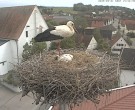 Archived image Webcam Stork Nest on top of the Town Hall of Jettingen-Scheppach 13:00