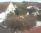 Archived image Webcam Stork Nest on top of the Town Hall of Jettingen-Scheppach 17:00