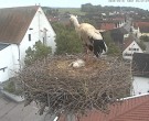 Archived image Webcam Stork Nest on top of the Town Hall of Jettingen-Scheppach 19:00