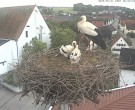 Archiv Foto Webcam Storchencam auf dem Rathaus Jettingen-Scheppach 05:00