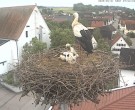 Archiv Foto Webcam Storchencam auf dem Rathaus Jettingen-Scheppach 06:00