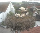Archiv Foto Webcam Storchencam auf dem Rathaus Jettingen-Scheppach 07:00