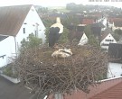Archiv Foto Webcam Storchencam auf dem Rathaus Jettingen-Scheppach 09:00