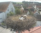 Archiv Foto Webcam Storchencam auf dem Rathaus Jettingen-Scheppach 11:00