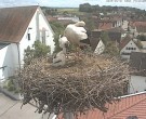 Archiv Foto Webcam Storchencam auf dem Rathaus Jettingen-Scheppach 13:00