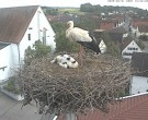 Archiv Foto Webcam Storchencam auf dem Rathaus Jettingen-Scheppach 15:00