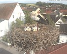 Archiv Foto Webcam Storchencam auf dem Rathaus Jettingen-Scheppach 17:00