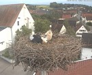 Archiv Foto Webcam Storchencam auf dem Rathaus Jettingen-Scheppach 19:00