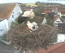 Archiv Foto Webcam Storchencam auf dem Rathaus Jettingen-Scheppach 05:00