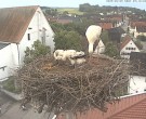 Archiv Foto Webcam Storchencam auf dem Rathaus Jettingen-Scheppach 06:00