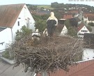 Archiv Foto Webcam Storchencam auf dem Rathaus Jettingen-Scheppach 07:00