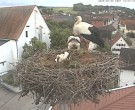 Archiv Foto Webcam Storchencam auf dem Rathaus Jettingen-Scheppach 11:00
