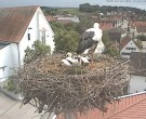 Archiv Foto Webcam Storchencam auf dem Rathaus Jettingen-Scheppach 13:00