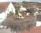 Archiv Foto Webcam Storchencam auf dem Rathaus Jettingen-Scheppach 15:00