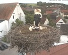 Archiv Foto Webcam Storchencam auf dem Rathaus Jettingen-Scheppach 17:00