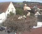 Archiv Foto Webcam Storchencam auf dem Rathaus Jettingen-Scheppach 19:00
