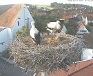 Archiv Foto Webcam Storchencam auf dem Rathaus Jettingen-Scheppach 05:00