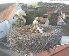 Archiv Foto Webcam Storchencam auf dem Rathaus Jettingen-Scheppach 06:00
