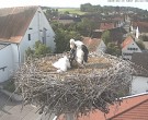 Archiv Foto Webcam Storchencam auf dem Rathaus Jettingen-Scheppach 07:00