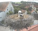 Archived image Webcam Stork Nest on top of the Town Hall of Jettingen-Scheppach 09:00