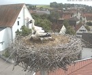 Archived image Webcam Stork Nest on top of the Town Hall of Jettingen-Scheppach 13:00