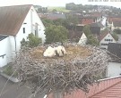 Archiv Foto Webcam Storchencam auf dem Rathaus Jettingen-Scheppach 17:00