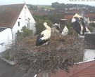 Archiv Foto Webcam Storchencam auf dem Rathaus Jettingen-Scheppach 19:00