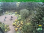 Archiv Foto Webcam Oberhof - Blick in den Rennsteiggarten 11:00