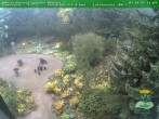 Archiv Foto Webcam Oberhof - Blick in den Rennsteiggarten 11:00