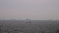 Archiv Foto Webcam Norderney: Hafen 06:00
