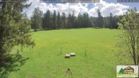 Archiv Foto Webcam Todtnauberg - Scheuermattwiese 11:00