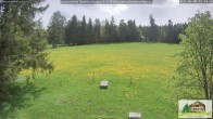 Archiv Foto Webcam Todtnauberg - Scheuermattwiese 11:00