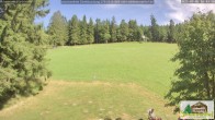 Archiv Foto Webcam Todtnauberg - Scheuermattwiese 15:00