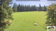 Archiv Foto Webcam Todtnauberg - Scheuermattwiese 11:00