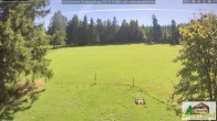 Archiv Foto Webcam Todtnauberg - Scheuermattwiese 11:00