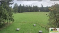 Archiv Foto Webcam Todtnauberg - Scheuermattwiese 13:00