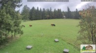 Archiv Foto Webcam Todtnauberg - Scheuermattwiese 13:00