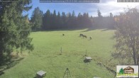 Archiv Foto Webcam Todtnauberg - Scheuermattwiese 11:00
