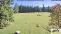 Archiv Foto Webcam Todtnauberg - Scheuermattwiese 13:00